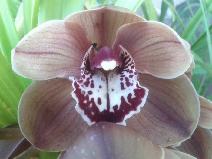 23.08.11 - Cimbidium6