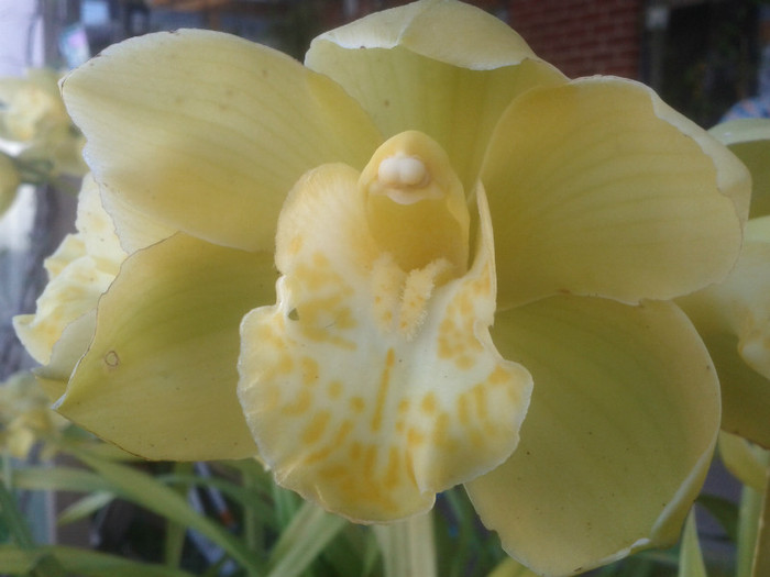 23.08.11 - Cimbidium6