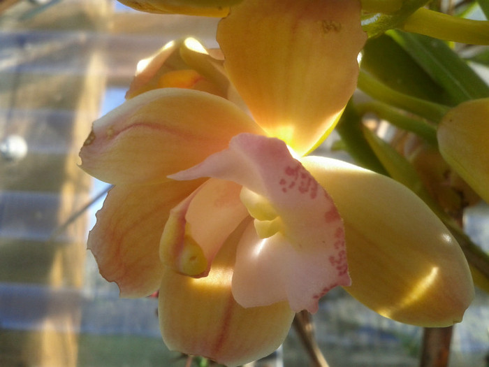 23.08.11 - Cimbidium6