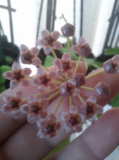 23.08.11 - Hoya litoralis