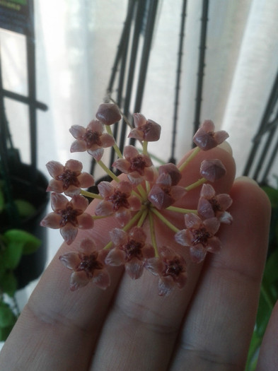 23.08.11 - Hoya litoralis