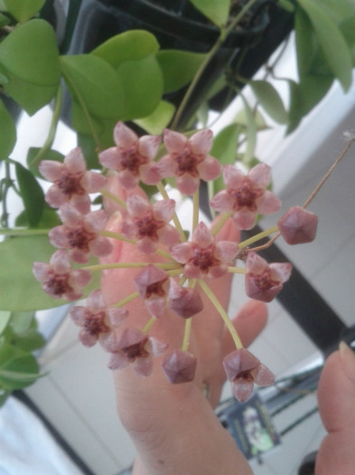 23.08.11 - Hoya litoralis