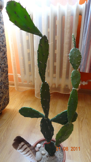 Opuntia - Cactusi si Suculente 2011
