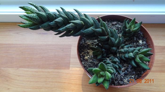 Haworthia