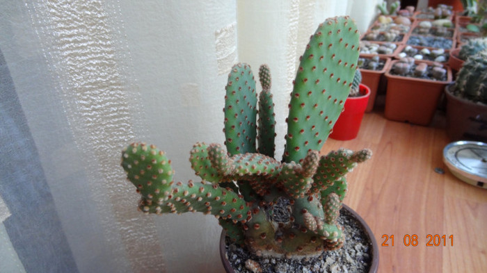 Opuntia microdasys - Cactusi si Suculente 2011