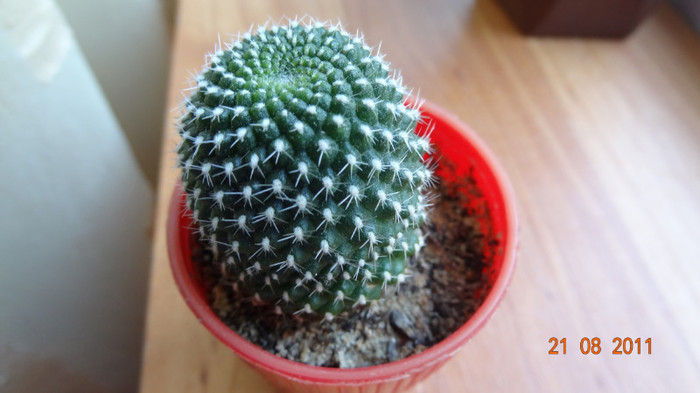 Rebutia krainziana