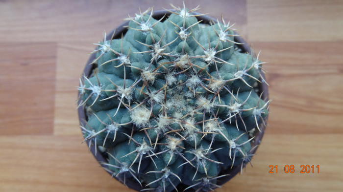 Gymnocalycium quehlianum