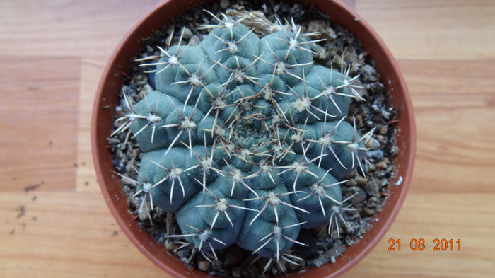 Gymnocalycium quehlianum - Cactusi si Suculente 2011