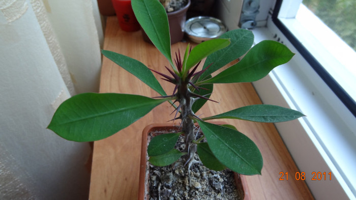 Euphorbia milii, (Croana lui Iisus) - Cactusi si Suculente 2011