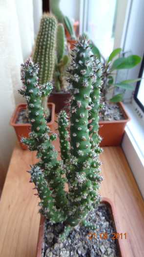 Opuntia subulata var. minor.