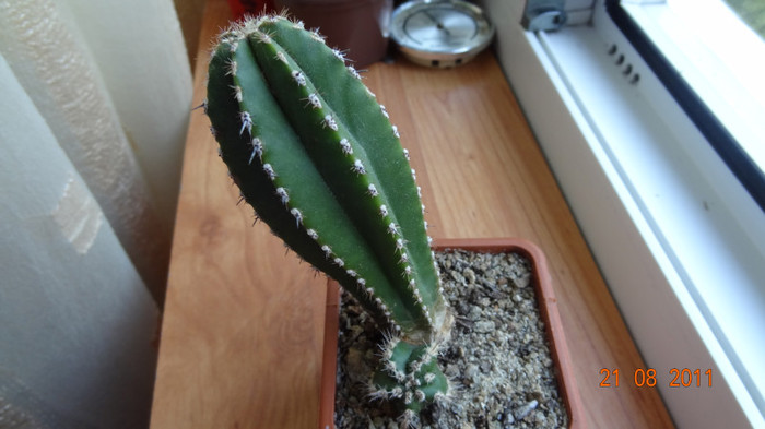 Pachycereus marginatus - Cactusi si Suculente 2011