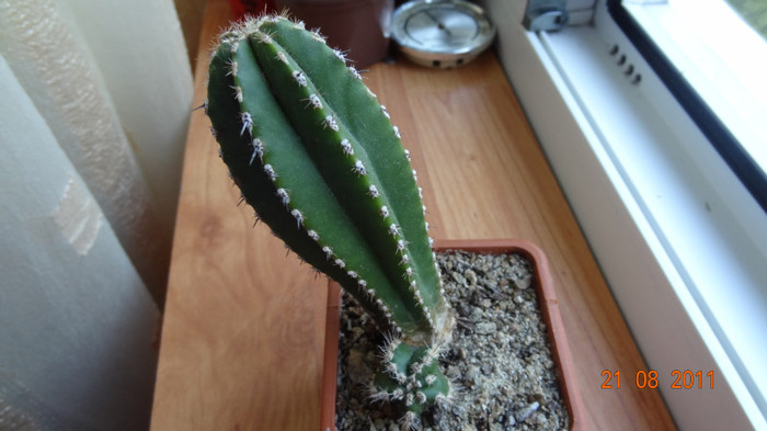 Pachycereus marginatus
