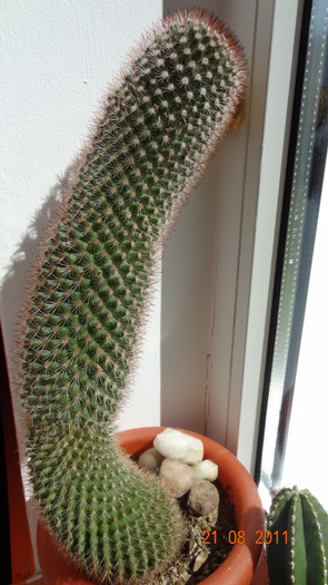 Mammillaria backegergiana