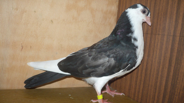 Dat la Cipri - D- Porumbei JUCATORI DE GALATI VANDUTI Album 1