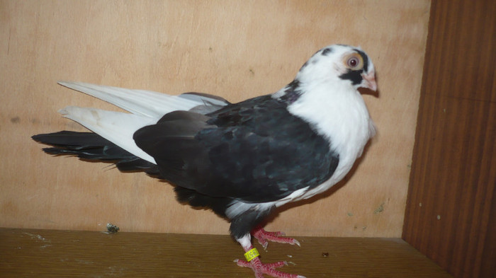 Dat la Cipri - D- Porumbei JUCATORI DE GALATI VANDUTI Album 1