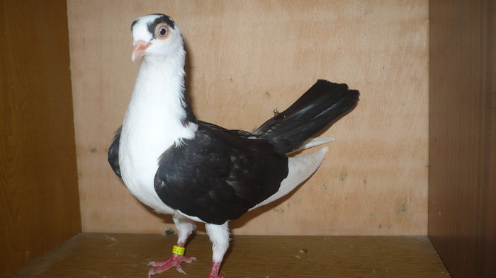 Dat la Cipri - D- Porumbei JUCATORI DE GALATI VANDUTI Album 1