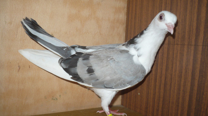 Dat la Cipri - D- Porumbei JUCATORI DE GALATI VANDUTI Album 1