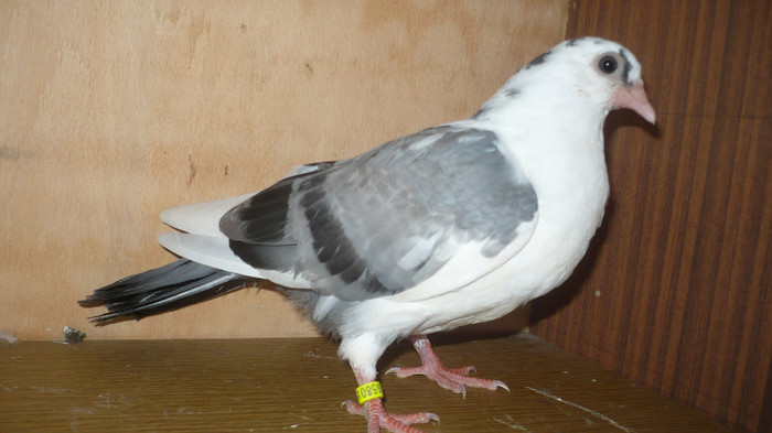 Dat la Cipri - D- Porumbei JUCATORI DE GALATI VANDUTI Album 1