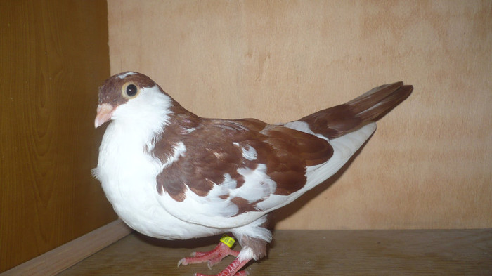 Dat la Cipri - D- Porumbei JUCATORI DE GALATI VANDUTI Album 1