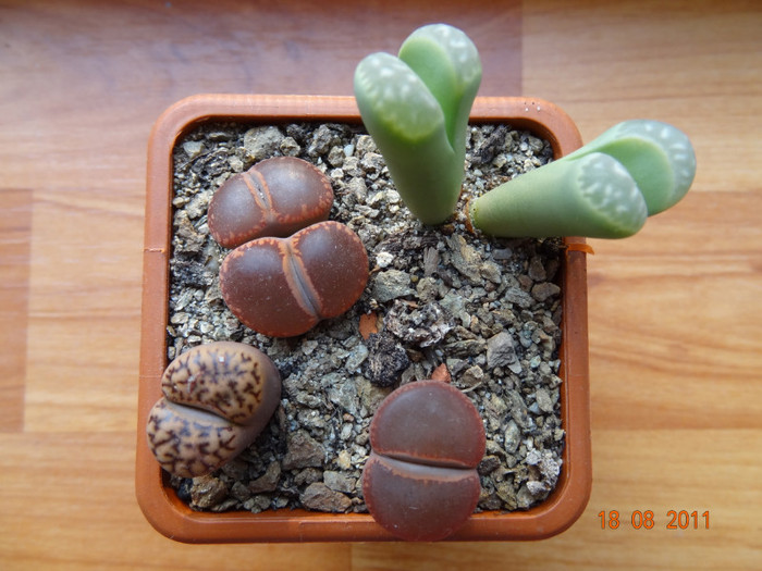 L.Aucampiae-L.Marmorata-L.Bromfieldii-L.Aucampiae   I am din 20.Noi.2008 - Lithops 2011