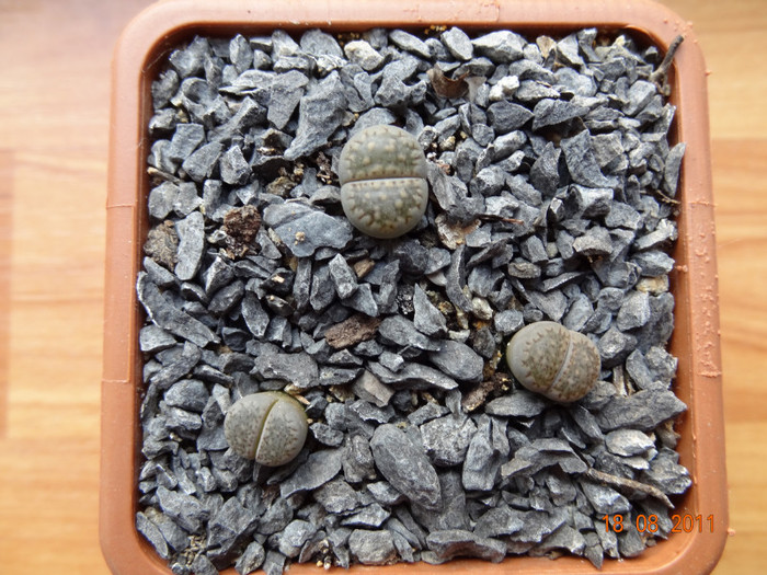 L.Hallii  I am din  24.Iun.2011 - Lithops 2011