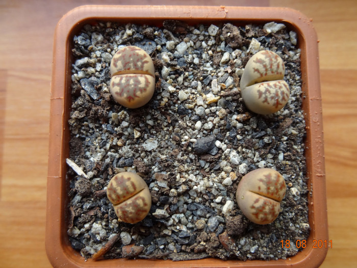 L.Dorotheae C300  I am din 28.Iul.2011 - Lithops 2011