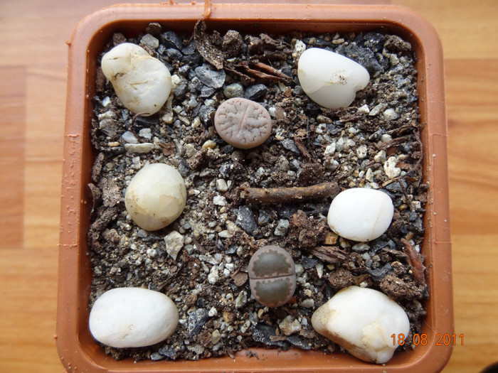 L.Pseudotruncatella C384 L.Salicola C320   I am din  28.Iul.2011 - Lithops 2011