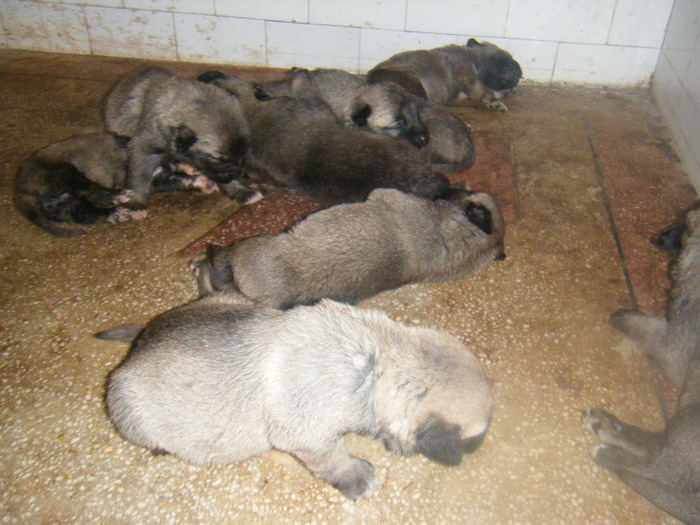 kangal 010; NOUL CUIB O ZI
