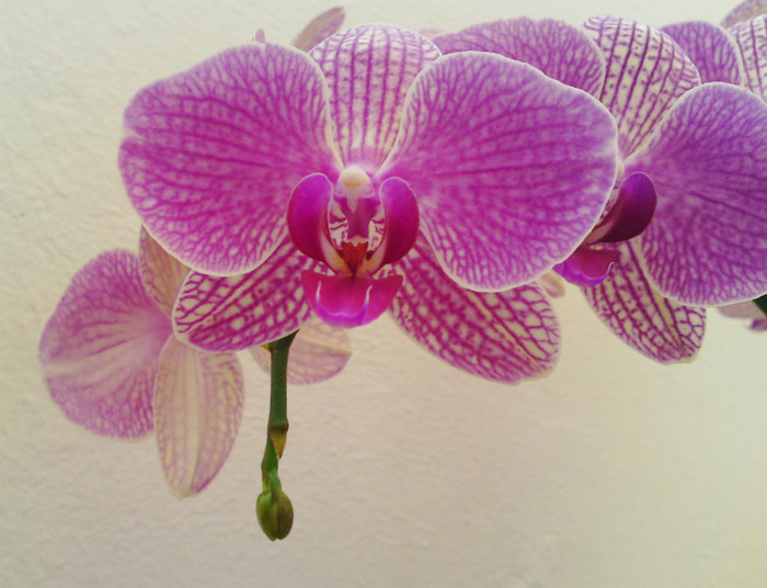 A mai crescut un bobocel - Orhidee phalaenopsis