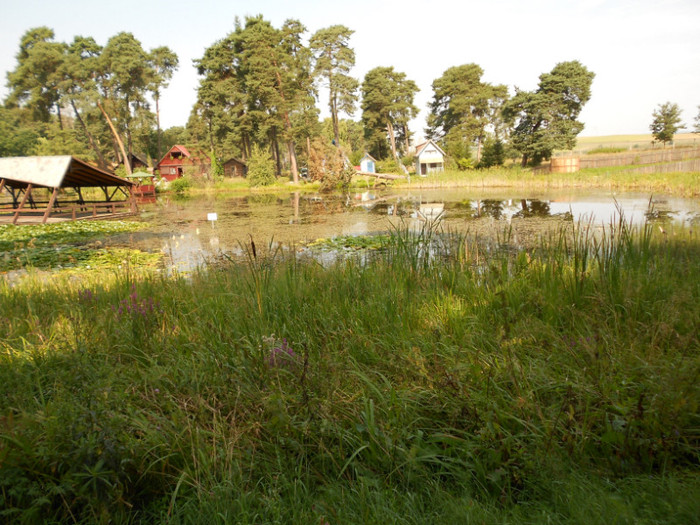 un lac cu nuferi