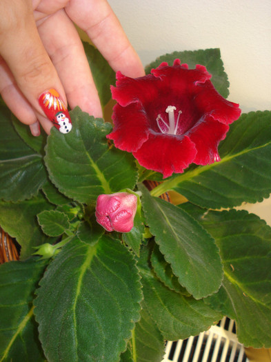 GLOXINIA - FLORILE MELE -ALBUM2