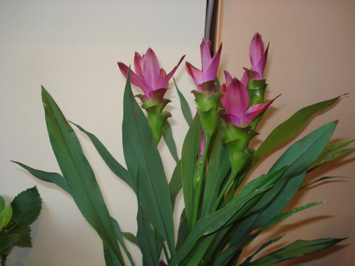 CURCUMA - FLORILE MELE -ALBUM2