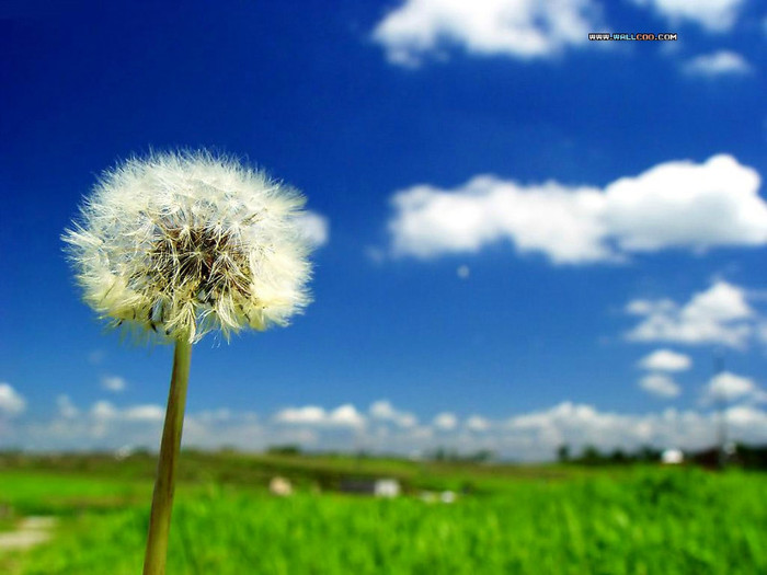 dandelion