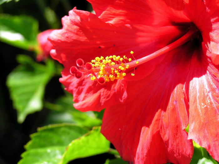 Red_flower_open