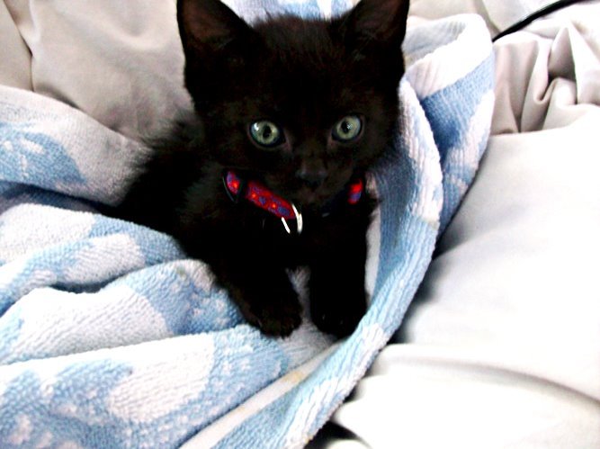 black-kitten-9 - Animalute