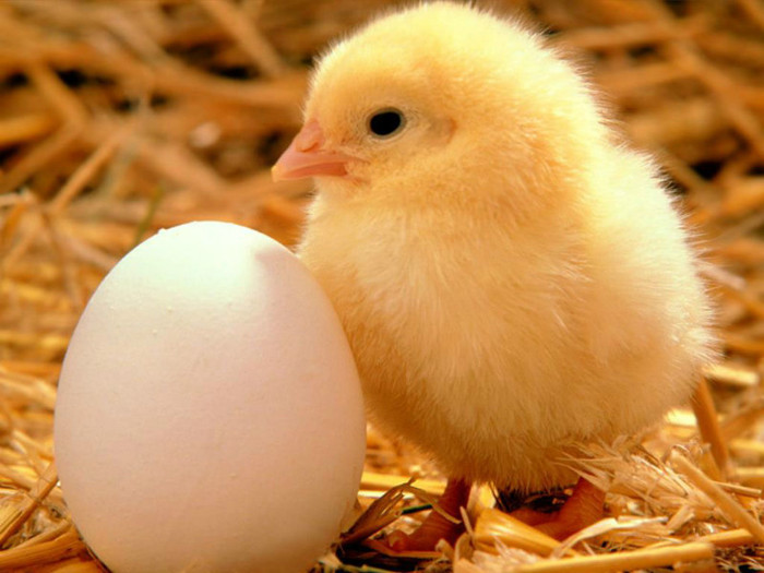 Egg-and-Chicken-1-5J5DARX41S-1024x768 - Animalute