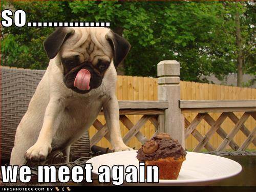 funny-dog-pictures-dog-and-delicious-dessert-meet-again1 - Animalute