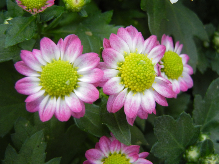 Chrysanth Picomini Purple (2011, Aug.18)