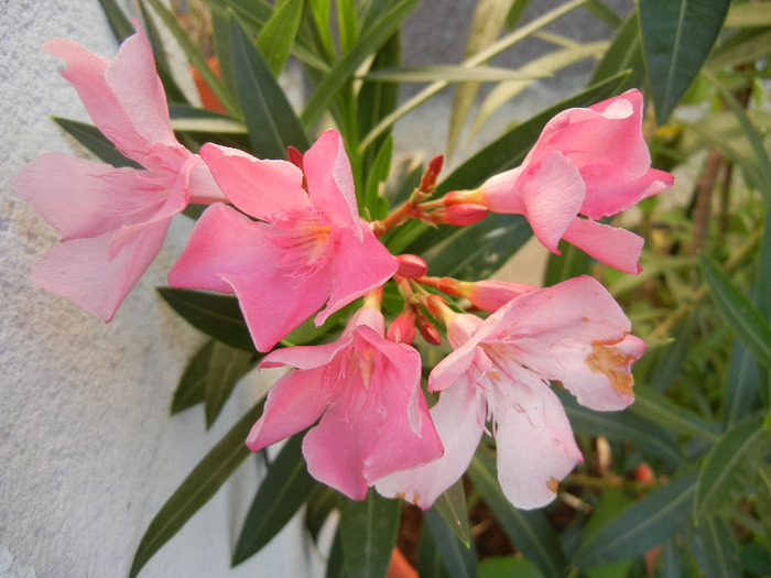 Pink Oleander (2011, August 22) - NERIUM Oleander