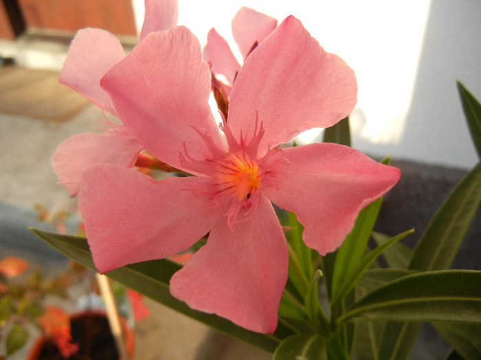 Pink Oleander (2011, August 22) - NERIUM Oleander