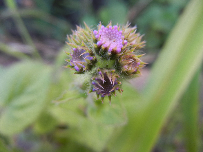 Ageratum houstonianum (2011, Aug.22)