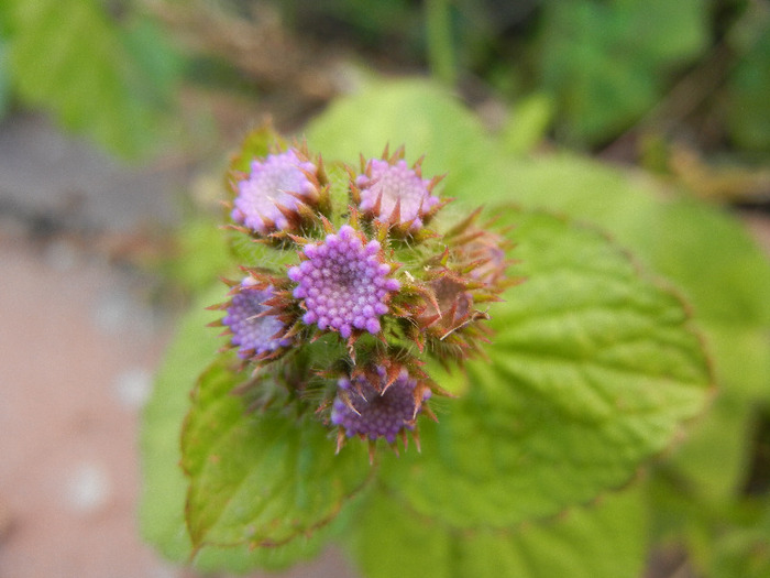 Ageratum houstonianum (2011, Aug.22) - AGERATUM Houstonianum