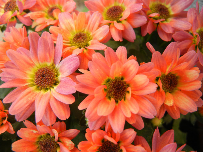 Chrysanth Picomini Orange (2011, Aug.22) - Chrysanth Picomini Orange