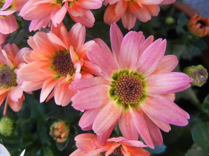 Chrysanth Picomini Orange (2011, Aug.22)