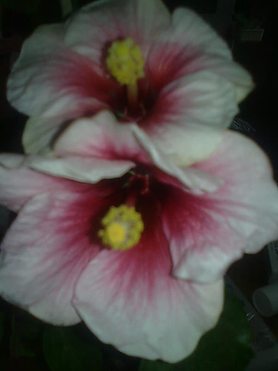 Imagine1344 - HIBISCUS-2012