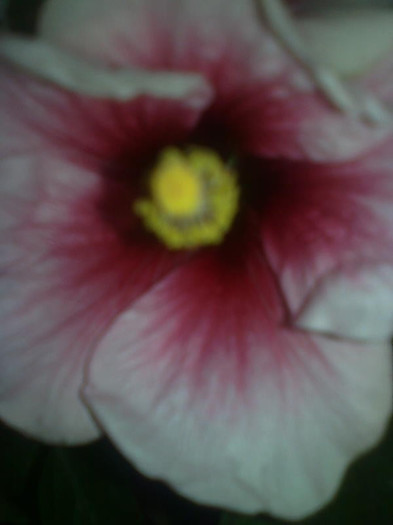 Imagine1346 - HIBISCUS-2012