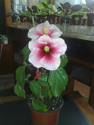 Imagine1347 - HIBISCUS-2012