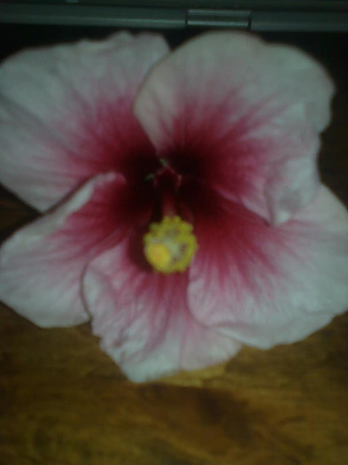 Imagine1348 - HIBISCUS-2012