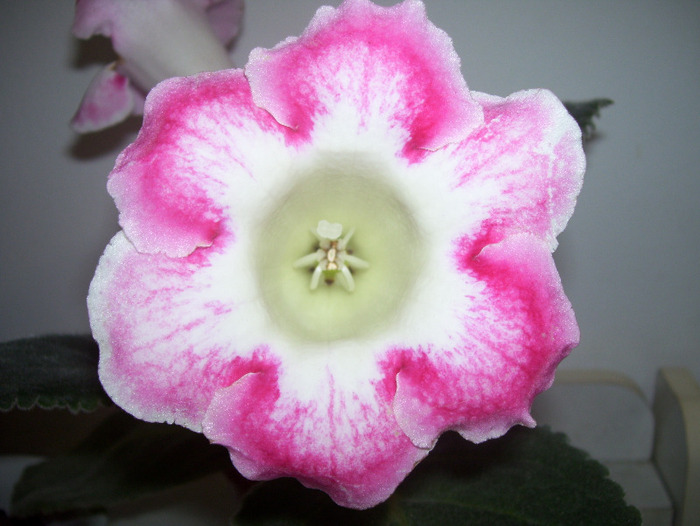 poze new folder 121 - gloxinia 2011