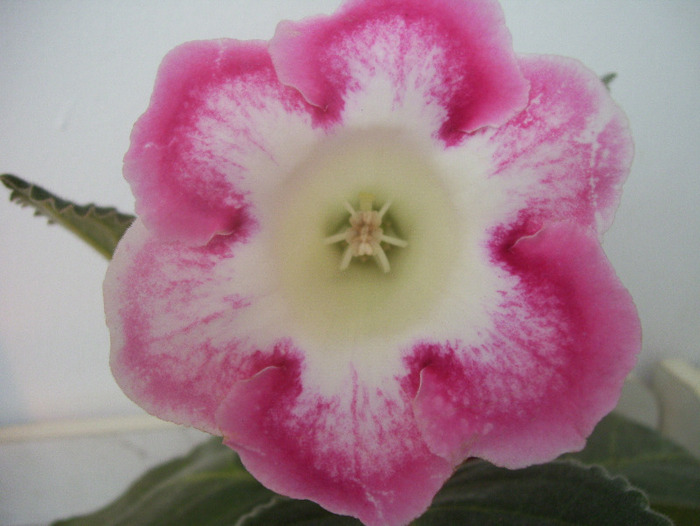 poze new folder 116 - gloxinia 2011